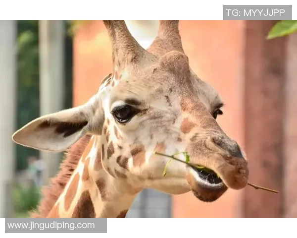 眼睛如星辰的足球明星们展现魅力与才华的完美结合 眼睛如星辰的足球明星们展现魅力与才华的完美结合
